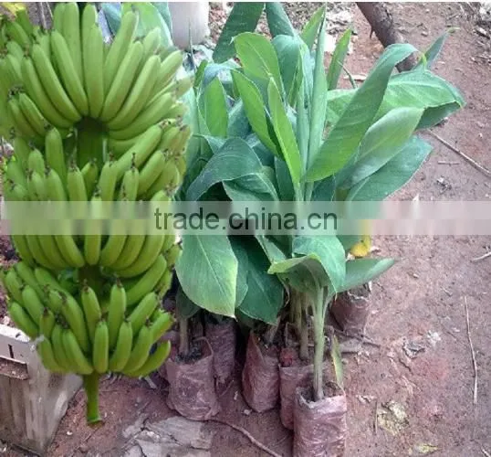 Banana Trees Seedling Nursery photo-2