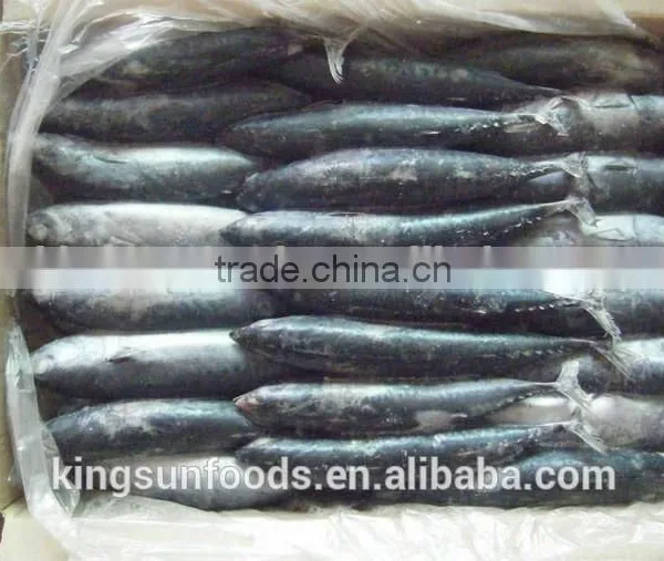 Export Whole Round Seafood Fish Wholesale Frozen Skipjack Sea Food Tuna Price Kingsun Foods photo-2