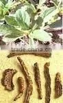 Picrorhiza Kurroa Powder Extract 10:1