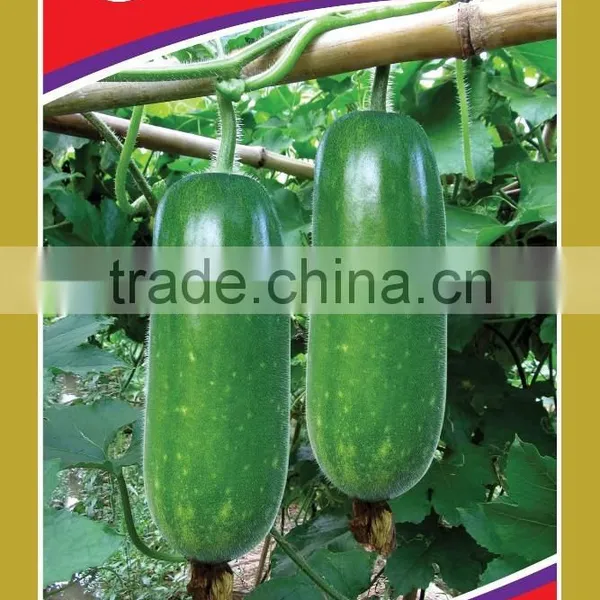Linong Seeds the f1 Zucchini Seeds Foe Sale
