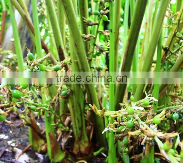 CARDAMOM ESSENTIAL OIL photo-6