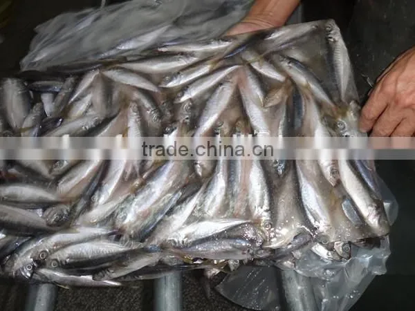 Squid Power of Horse Mackerel photo-2