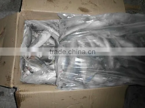 Frozen Horse Mackerel W/R Fish photo-4