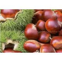 Chinese Chestnut