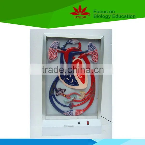 Low Priced Heart Beat and Blood Circulation Electric Model