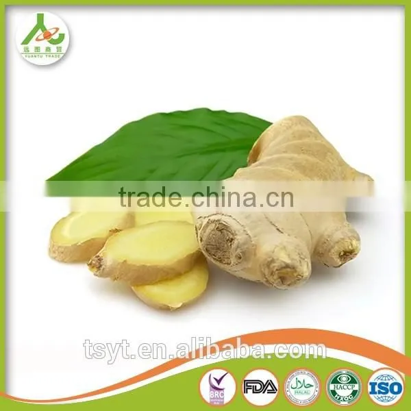 2016 Season Mature Old Ginger photo-6