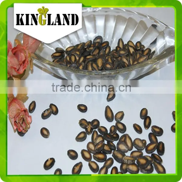 Wholesale Watermelon Seed Kernels photo-5