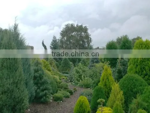 Ornamental Garden Trees, Conifers And Bushes photo-3