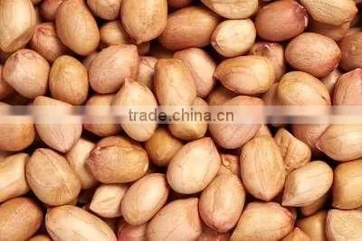 Long Peanut Bold photo-3