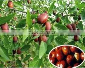 Jujube Extra ct Powder 10:1 Soluble in Water