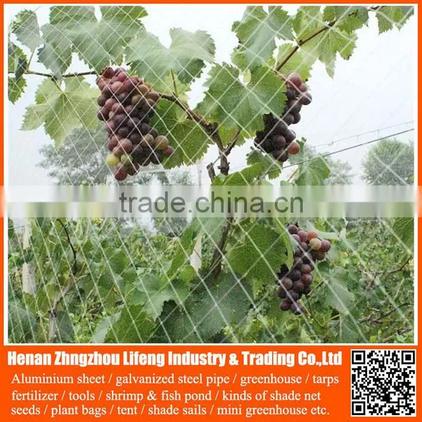 Best Selling 100% Virgin Hdpe / pe Net , Plastic Knitted Vineyard Anti Bird Netting photo-6