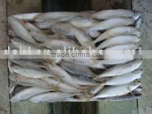 Frozen Horse Mackerel photo-3