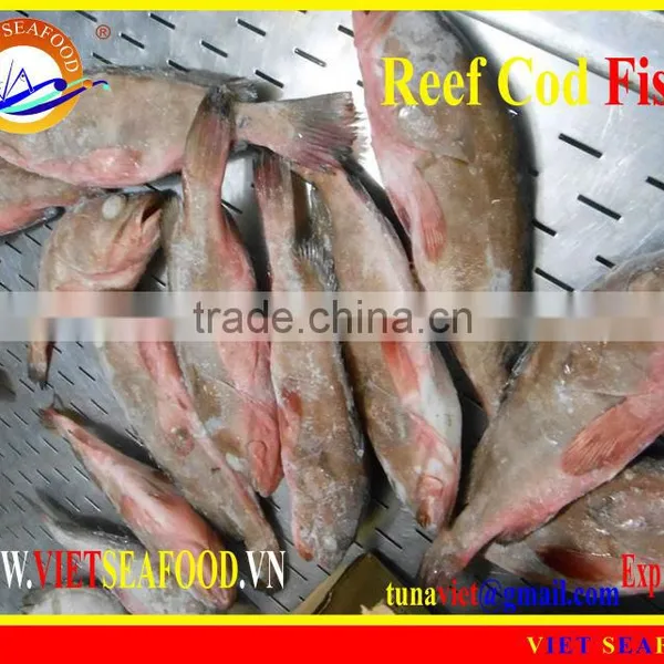 FROZEN WHOLE ROUND REEF COD FISH photo-2