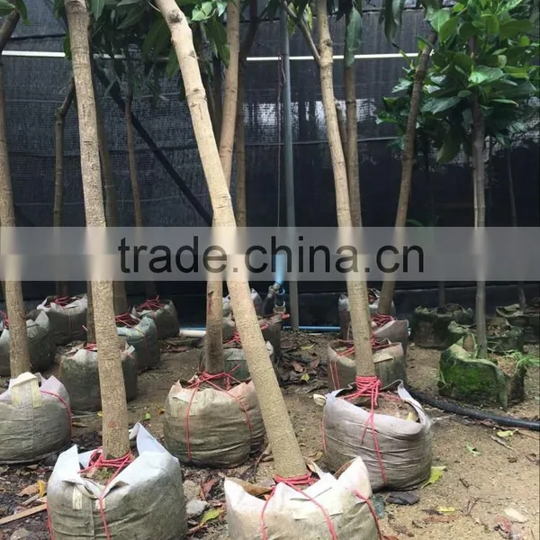 Mangifera Indica Tropical Plants Dia 5-10cm photo-5