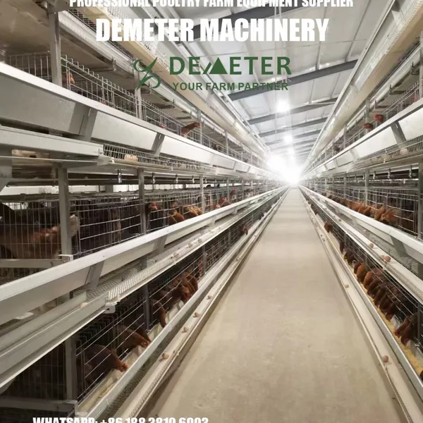 Layer Chicken Cage for Sale in Nigeria photo-3