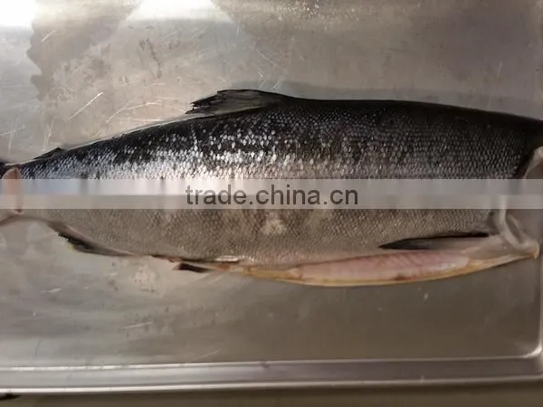 Chum Salmon HG