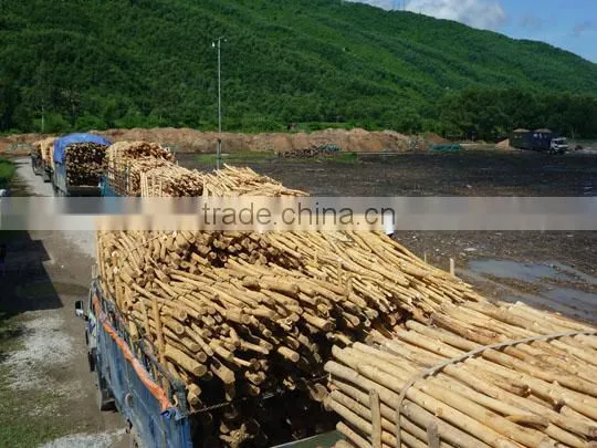 EUCALYPTUS WOOD LOGS