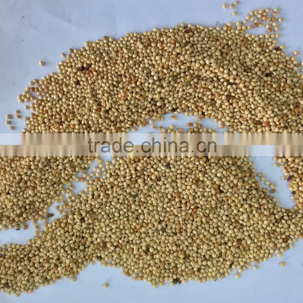 Yellow Millets Grain photo-4