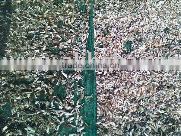 Dried Shrimp Shell - Special Price - High Quality photo-2