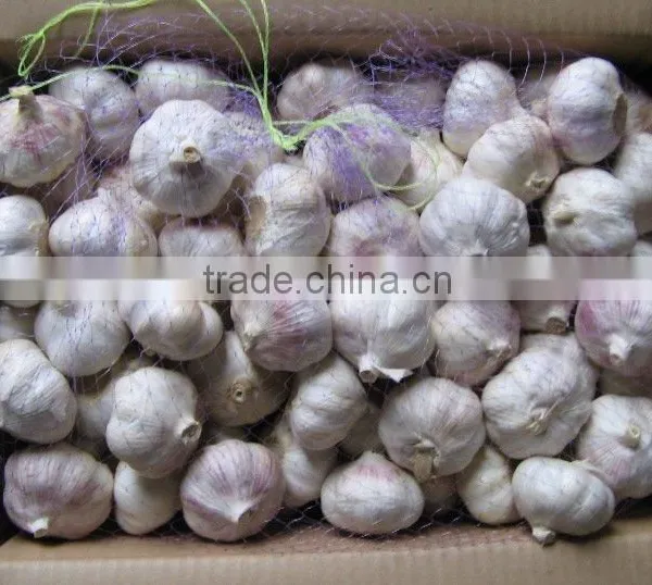 2016 Crop Fresh Garlic photo-6