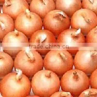 2016 Fresh Onion photo-5