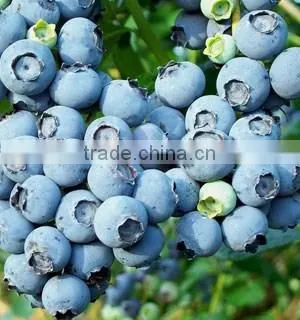 High Quality European Bilberry Extract photo-3