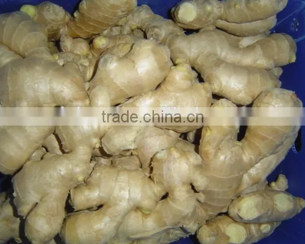Fresh Mature Fat Ginger photo-2
