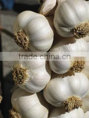 VIETNAM FRESH WHITE GARLIC OF NEW DROP 2016 photo-3