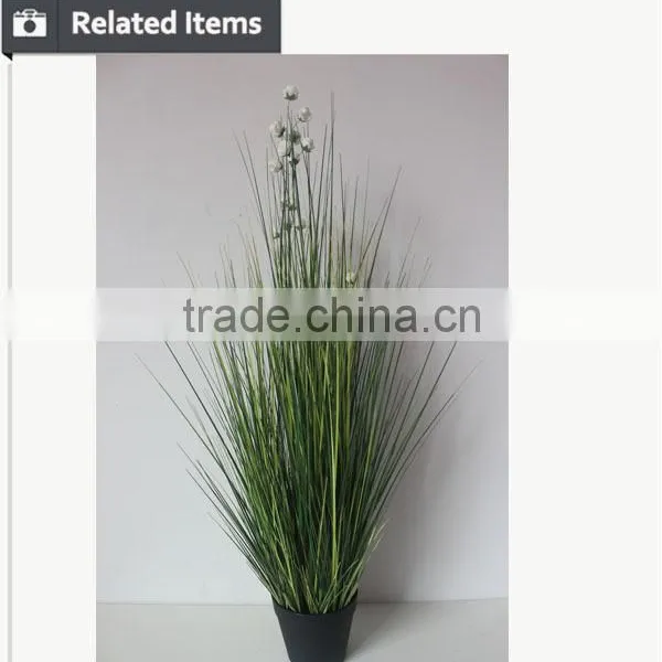 Natural Green Papyrus Scirpus Validus Potted Onion Grass photo-6