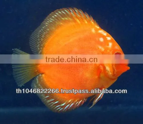 Discus Fish Farm for Sale and Export photo-2