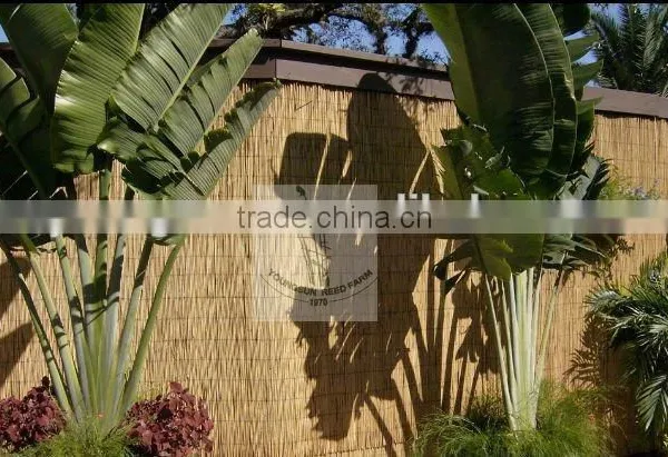 Reed Fence photo-6