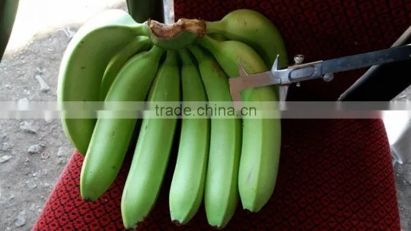 FRESH GREEN CAVENDISH BANANA photo-4