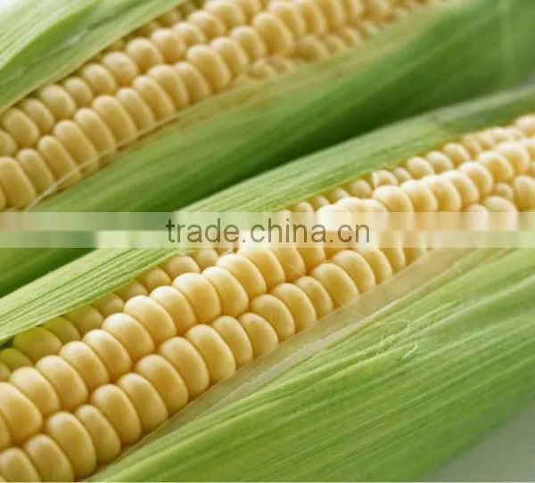 Organic Fiber/ Corn Fiber/ Hollow PLA Fiber photo-2