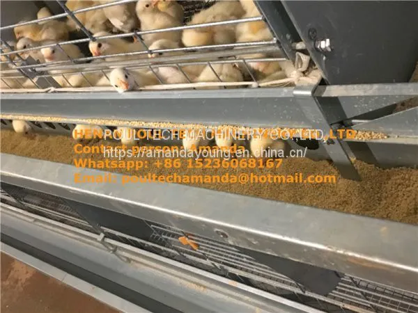 Cameroon Poultry Farm Automatic Pullet Cage & Baby Chicken Cage Used in Chicken Shed photo-2