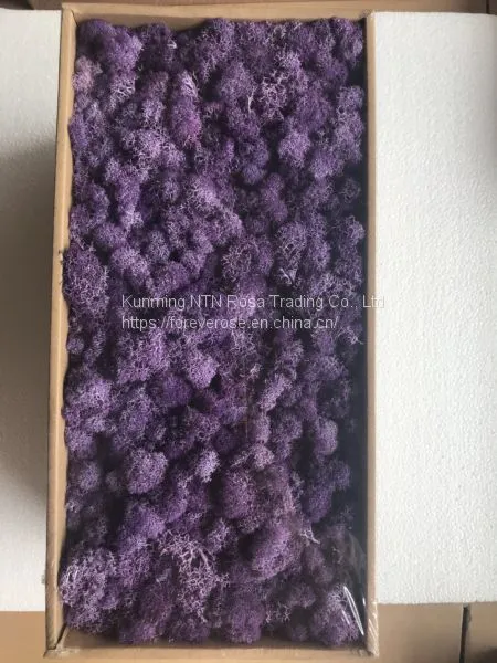 Factory Supply Preserved Green Moss for Flower Box DIY