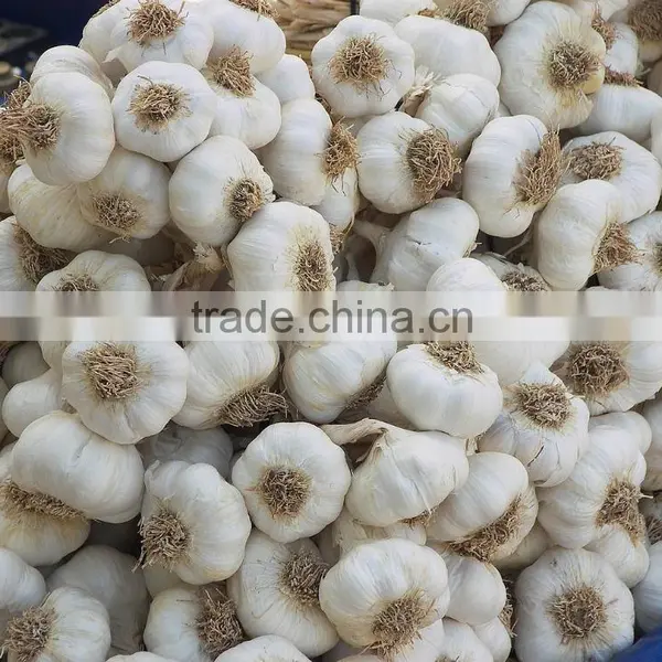 China Fresh White Garlic Price photo-3
