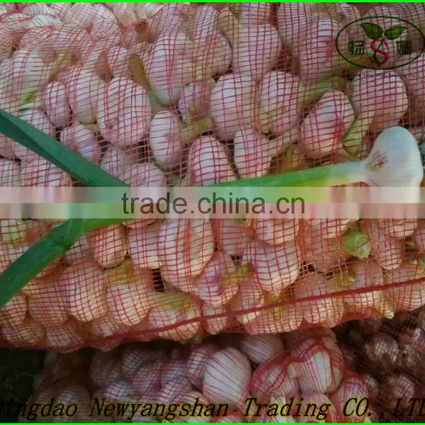 Fresh Garlic Sprout 2015/Garlic Moss photo-4