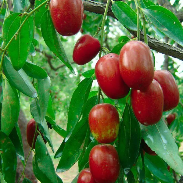 Dates Syrup Making Machine/Dates Molasses Making Machine photo-6