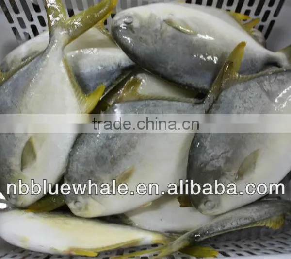 300-500G 400-600G 500-700G 800G UP Fresh Pomfret photo-5