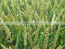 Organic Wheat photo-3