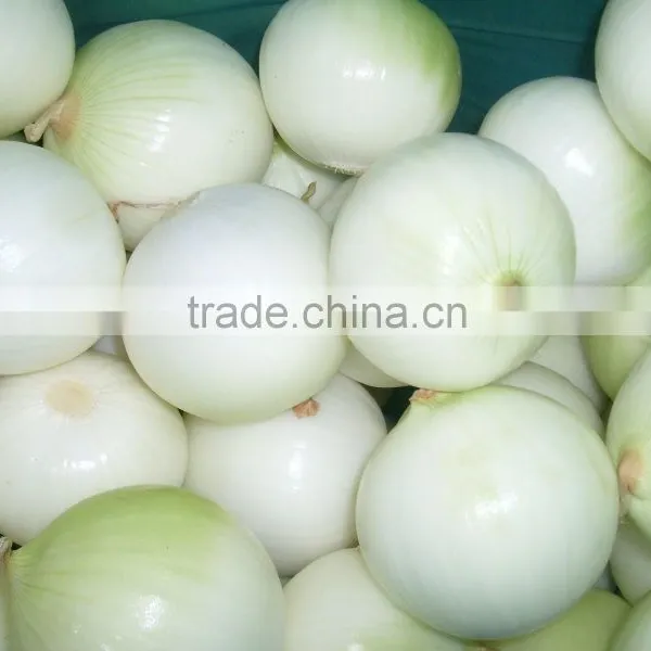 Export Fresh Onion photo-2