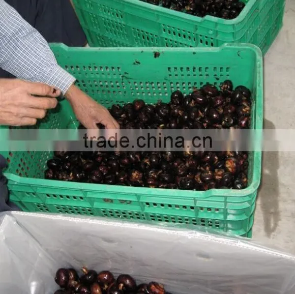 Wholesale Good Fresh Water Chestnut on Sale photo-6