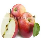 Fresh Gala Apple With Good Quality and Good Taste for Sale photo-6