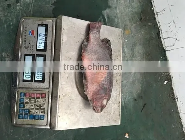 Frozen Good Black Tilapia 500-800g photo-4