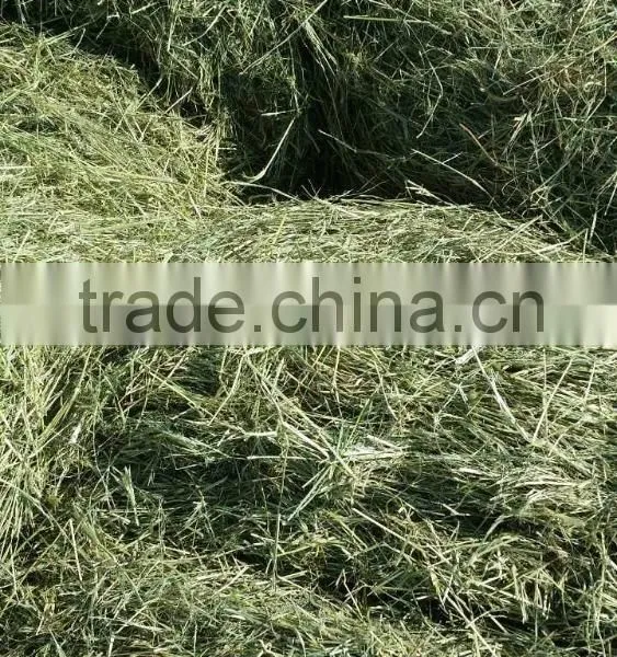 Rhode Grass Hay