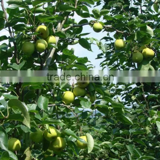 Fresh Early Su Pear Sweet Pear Exporter in China photo-5