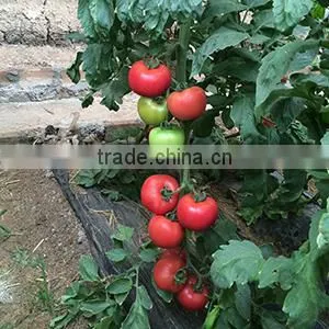 Hybrid F1 Tomato Seeds Red Princess No.7 photo-3