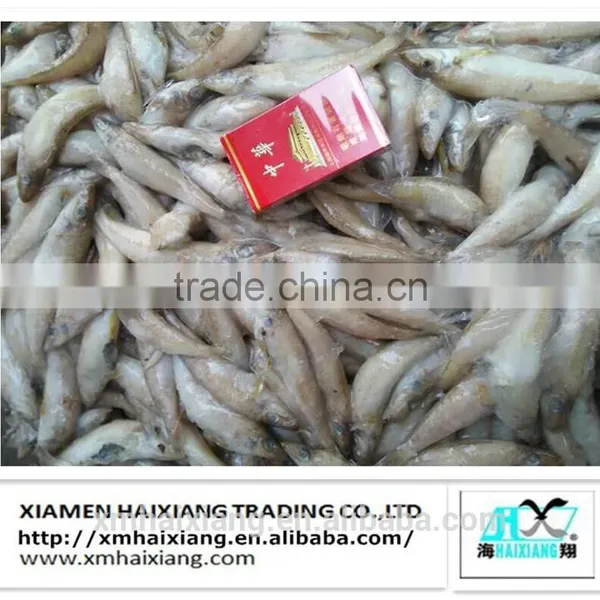 Frozen Whole Lady Fish photo-5