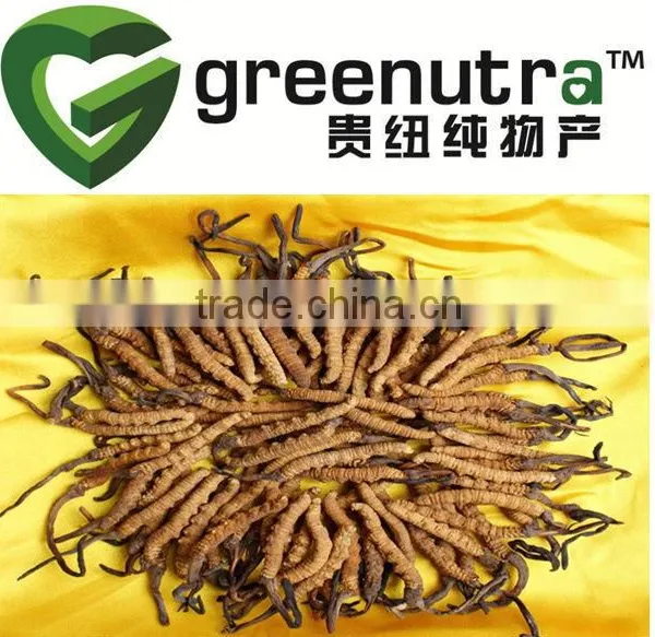 Cordyceps Extract