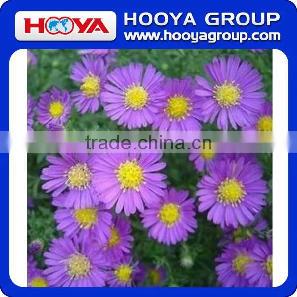 Roll n Grow Flower & Lazy Flower Carpet photo-2